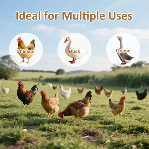 SMFANLIN feeder in a busy coop reduces waste and promotes health.
