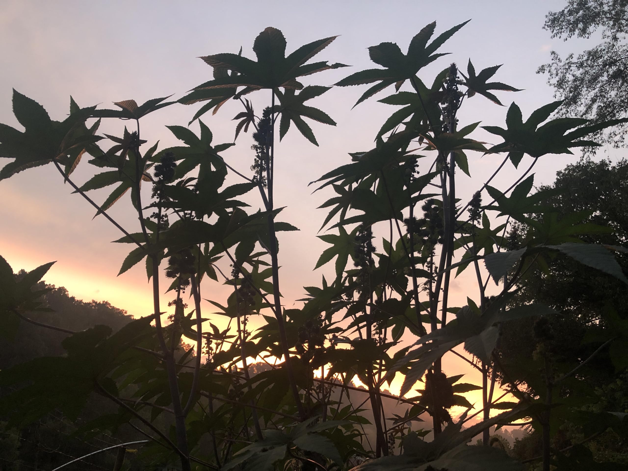 Smoke Camp Crafts castor plant mature look as a focal point.