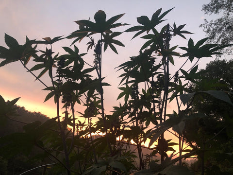 Smoke Camp Crafts castor plant mature look as a focal point.