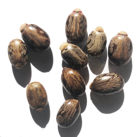 Smoke Camp Crafts castor seed pack, perfect for ornamental gardening.