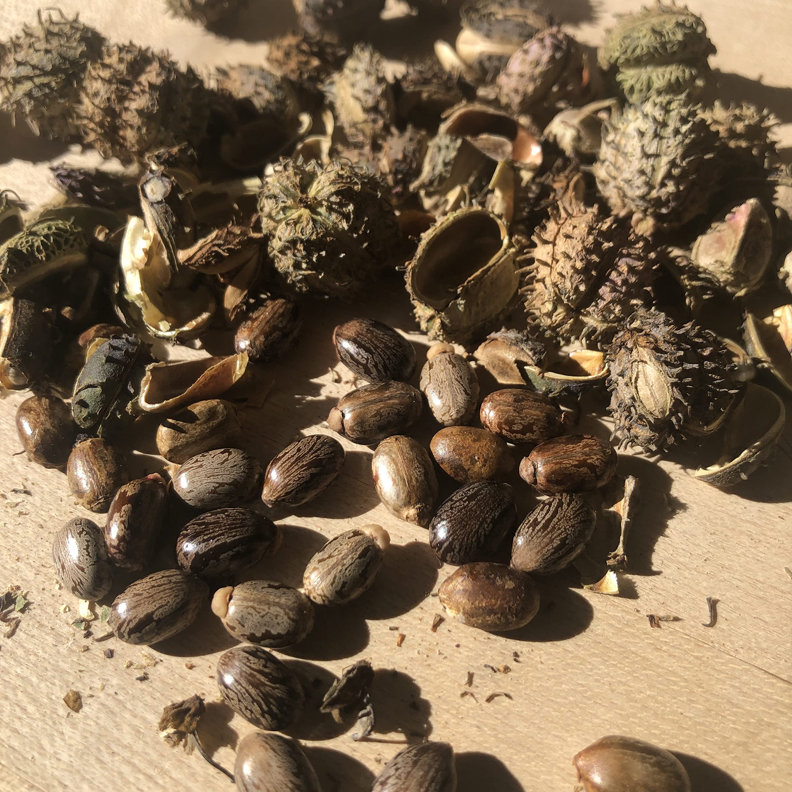 Smoke Camp Crafts castor seed pack on table for display.