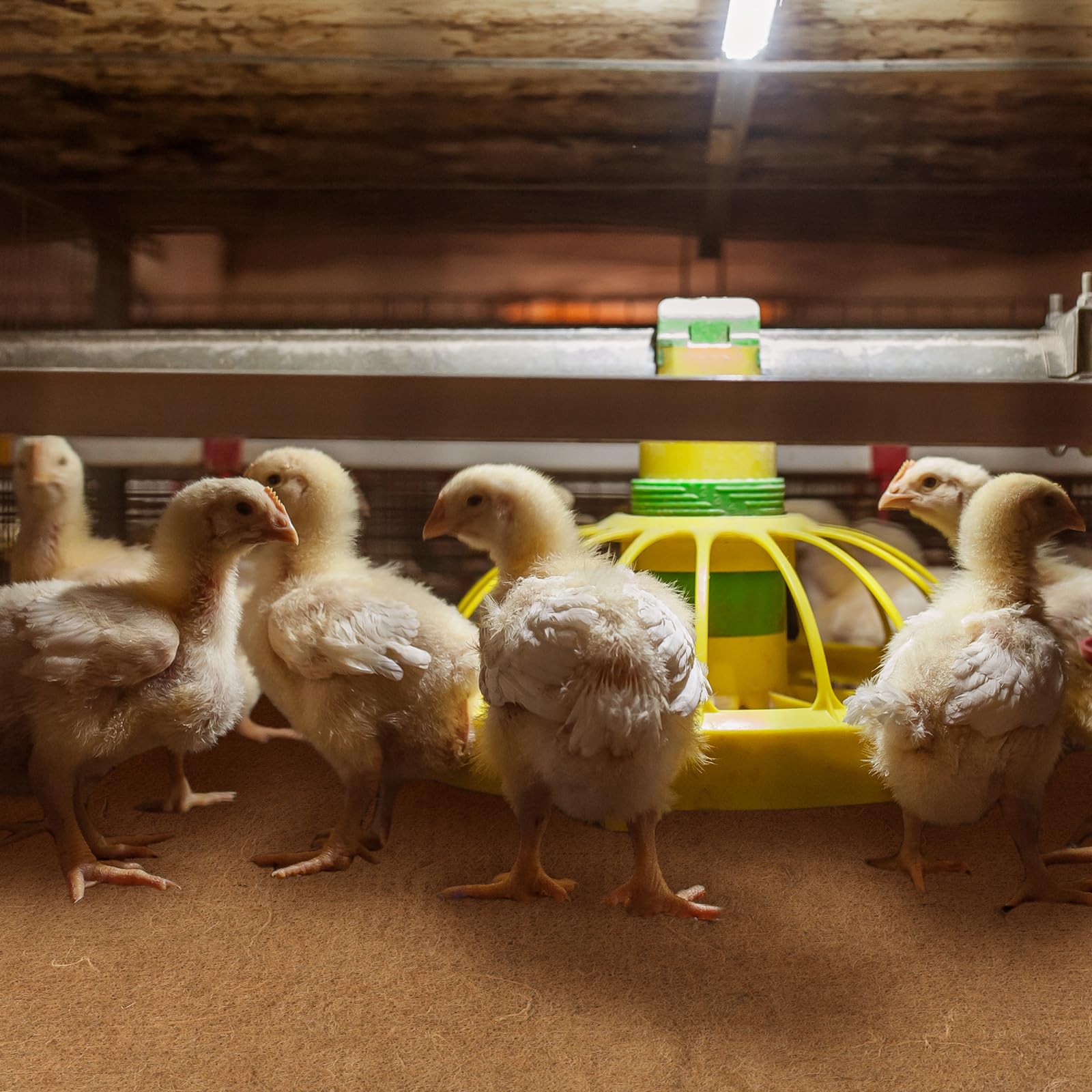SmoothNovelty nest mats suit chickens, turkeys, ducks and other small birds.