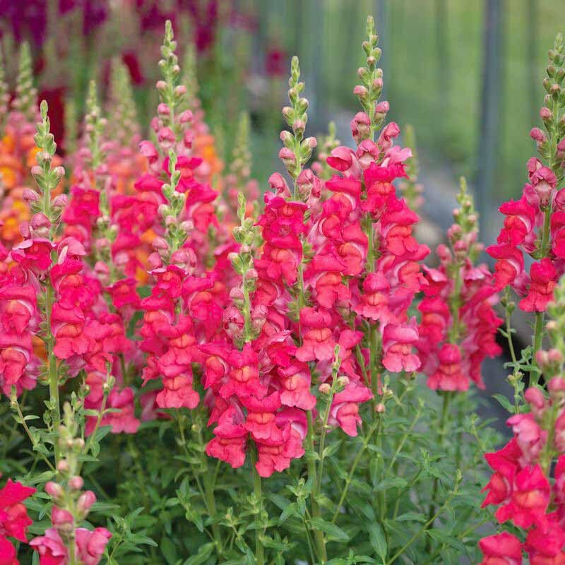 Snapdragons container planting adds color on patios with pollinator appeal