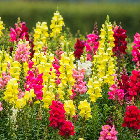 Snapdragons cut flower bouquet blooms ready for indoor arrangements