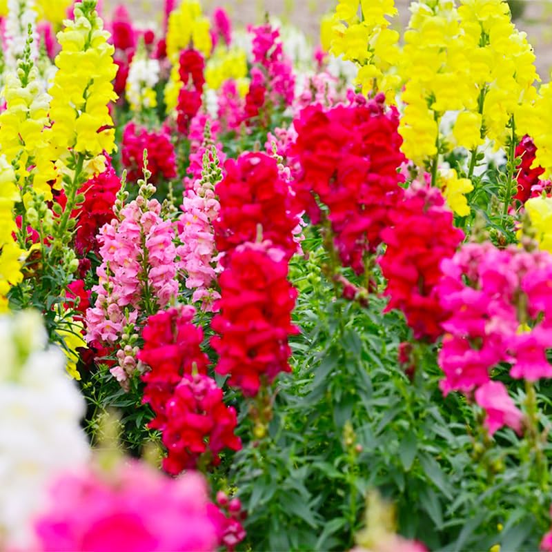Snapdragons dragon head blooms creating dramatic height for vertical gardens