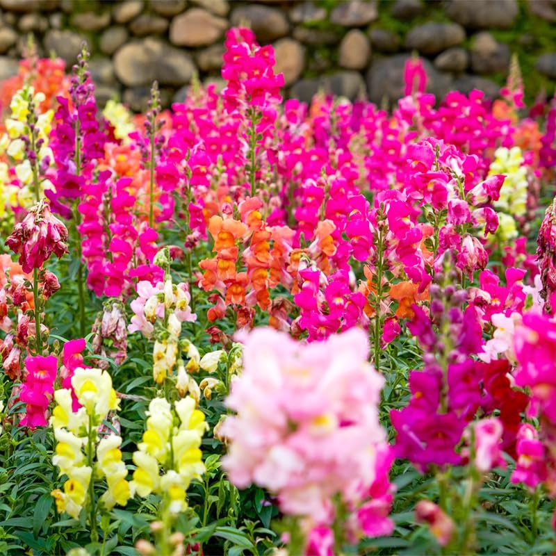 Snapdragons garden border planting with upright growth for structured beds