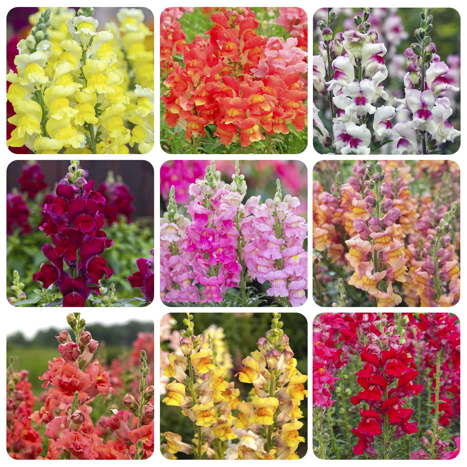 Snapdragons mix seed pack showcasing bright colors for borders and cut flowers