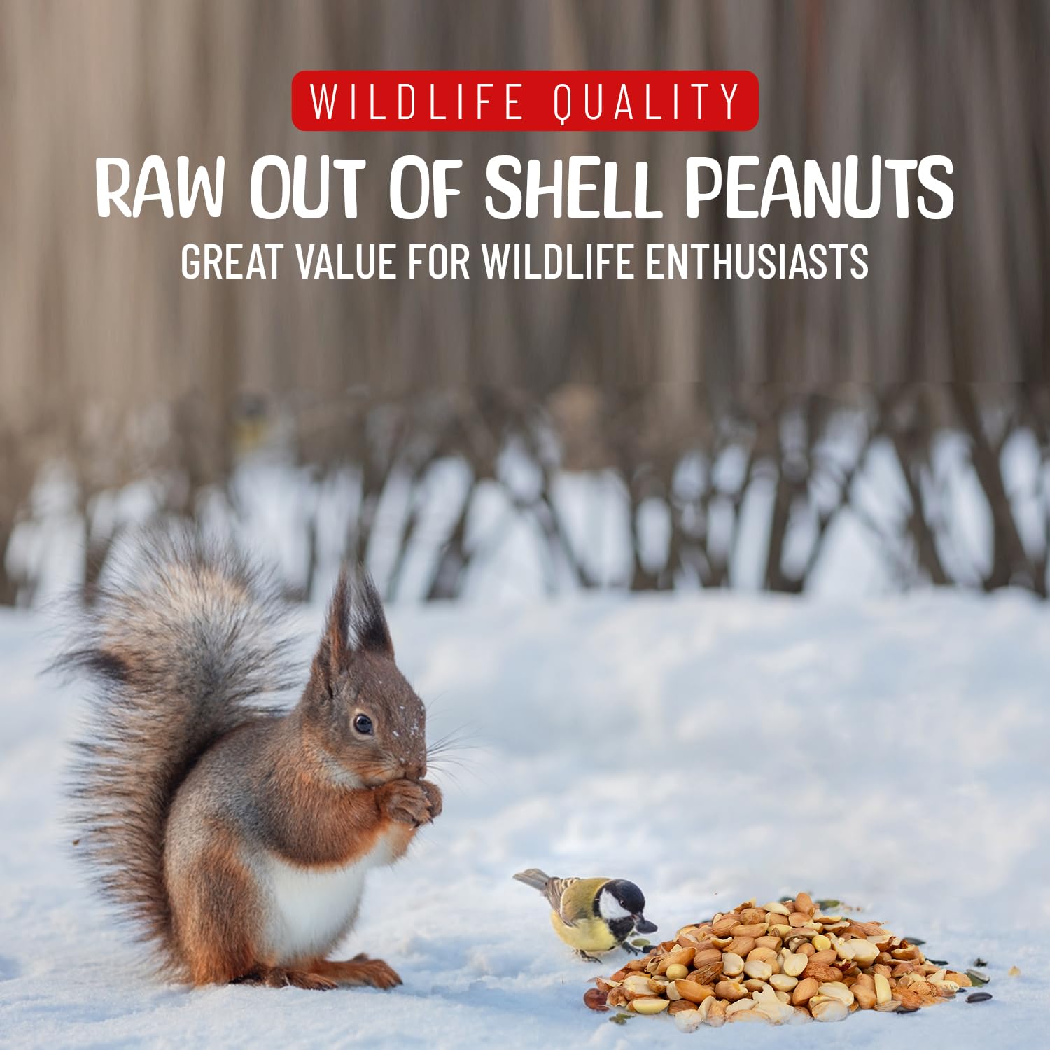 Sneaky Mango peanuts at feeding stations boost backyard biodiversity and nature watching.