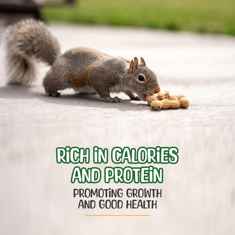 Sneaky Mango squirrels enjoying raw peanuts in shell