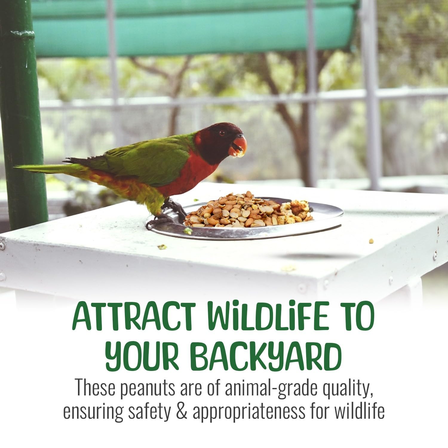 Sneaky Mango USA-grown peanuts ideal for backyard wildlife attracting squirrels and birds.