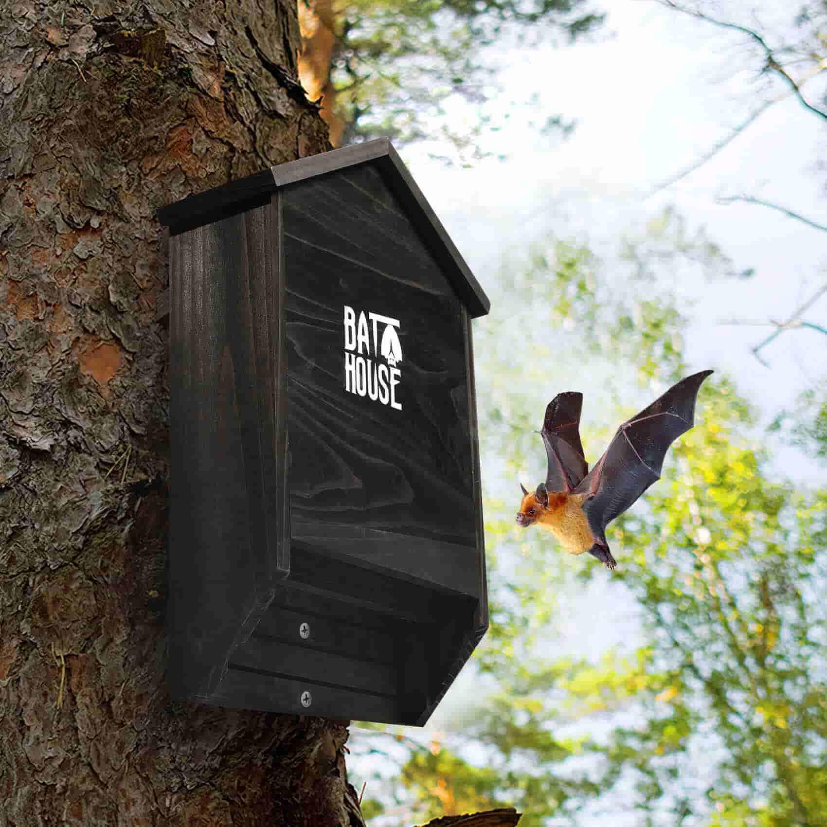 Sobalai bat house outdoor roost site encourages natural insect control nearby.