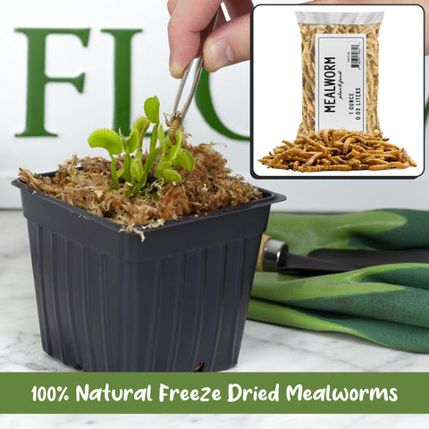 Soil Sunrise 1 oz packaging highlights natural, preservative-free feed for carnivorous plants.