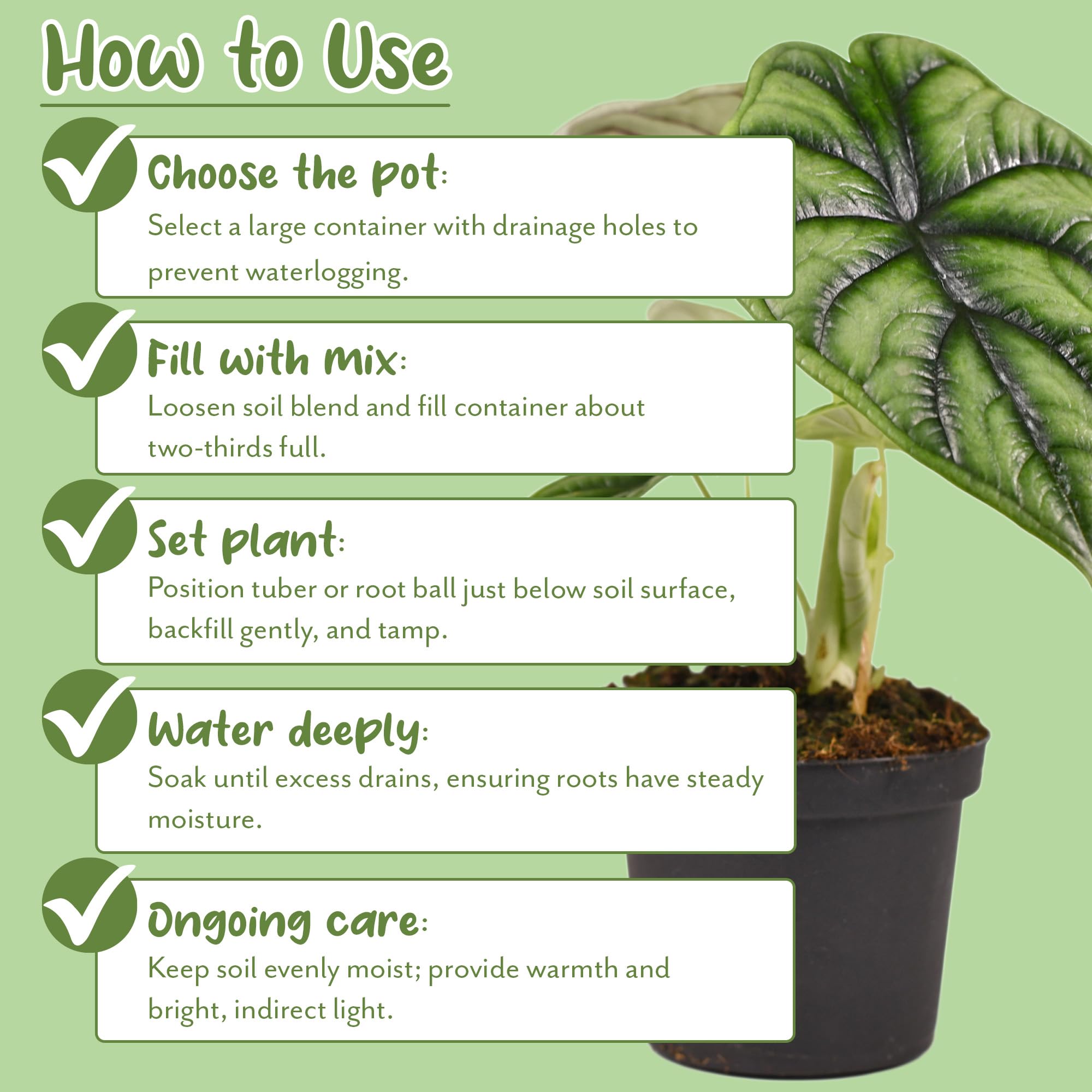 Soil Sunrise alocasia leaf close-up highlights lush, healthy foliage potential