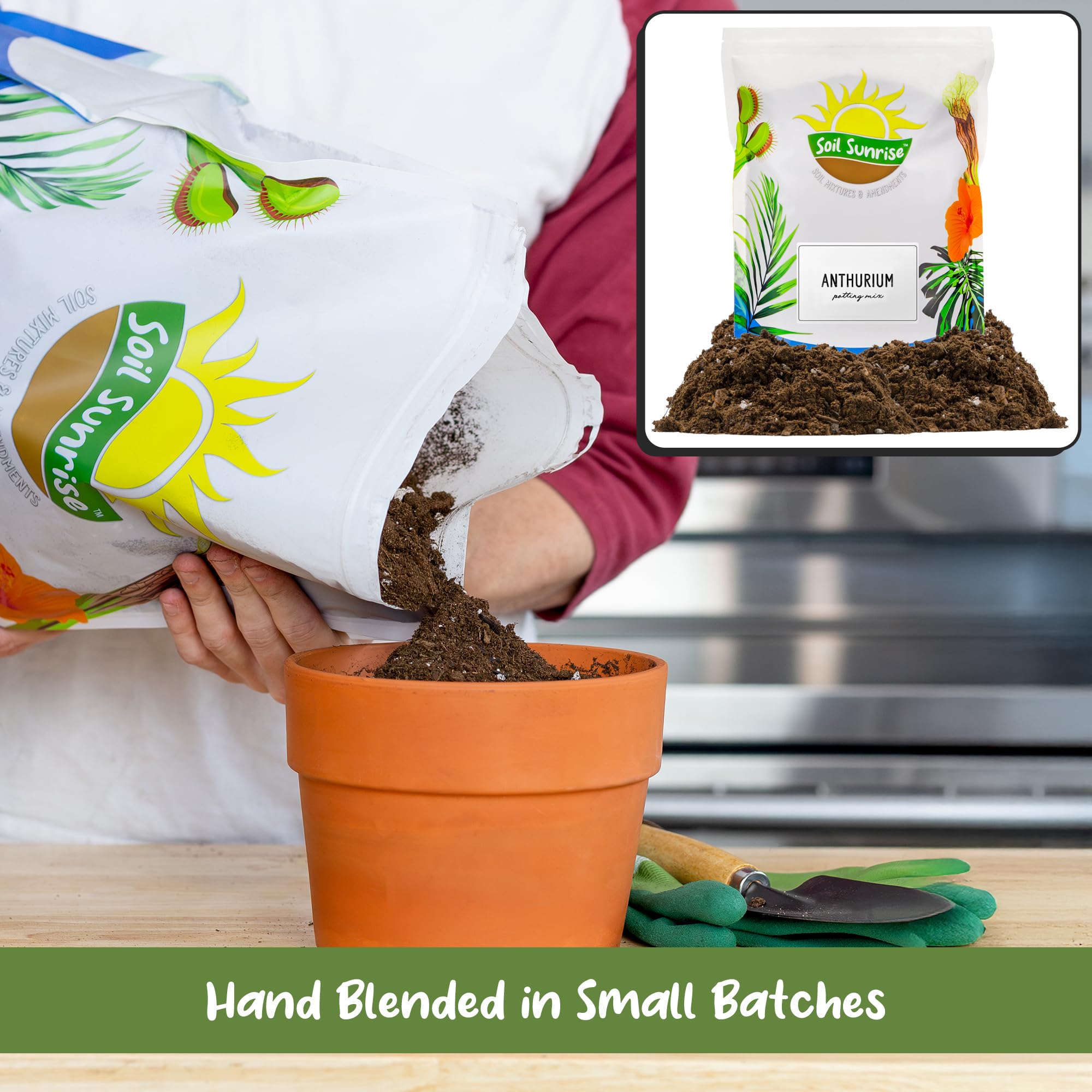 Soil Sunrise Anthurium in-pot scene showcases aerated base for root health.