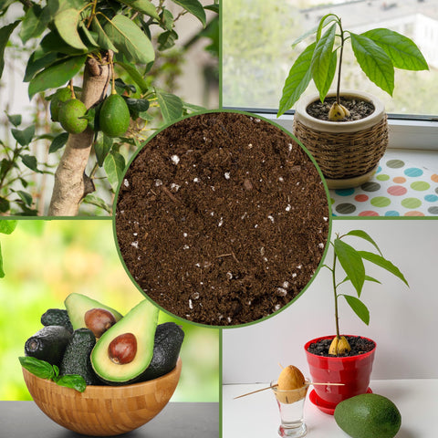 Soil Sunrise avocado seedling with healthy root development in soil mix.