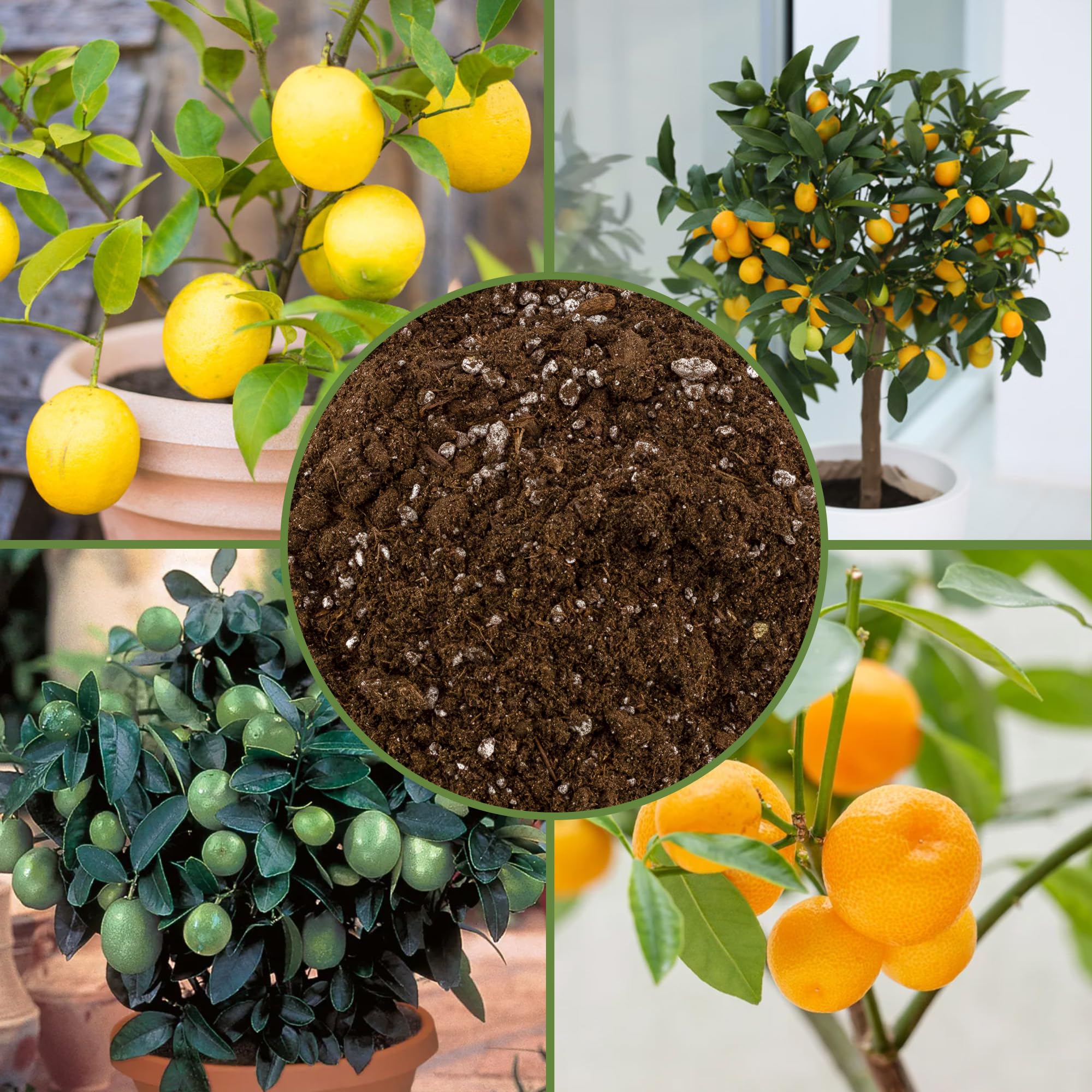 Soil Sunrise soil with balanced pH supporting citrus growth.