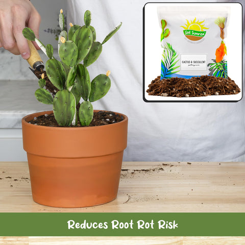Soil Sunrise cactus terrarium setup demonstrates indoor use and moisture control