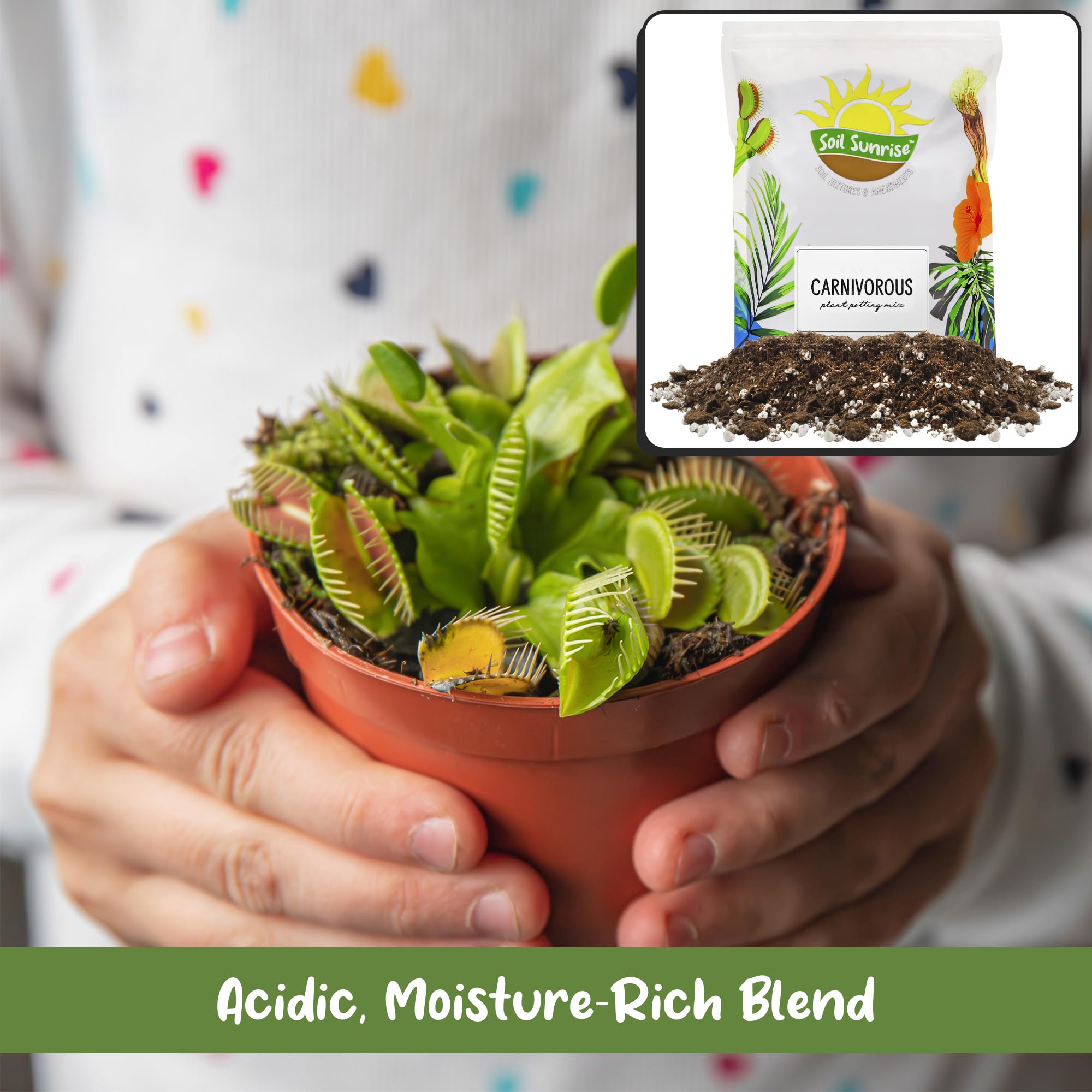 Venus Fly Trap repotted with Soil Sunrise mix indicating strong root support and drainage