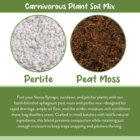 Sundews planted in Soil Sunrise mix illustrating balanced moisture for container growth