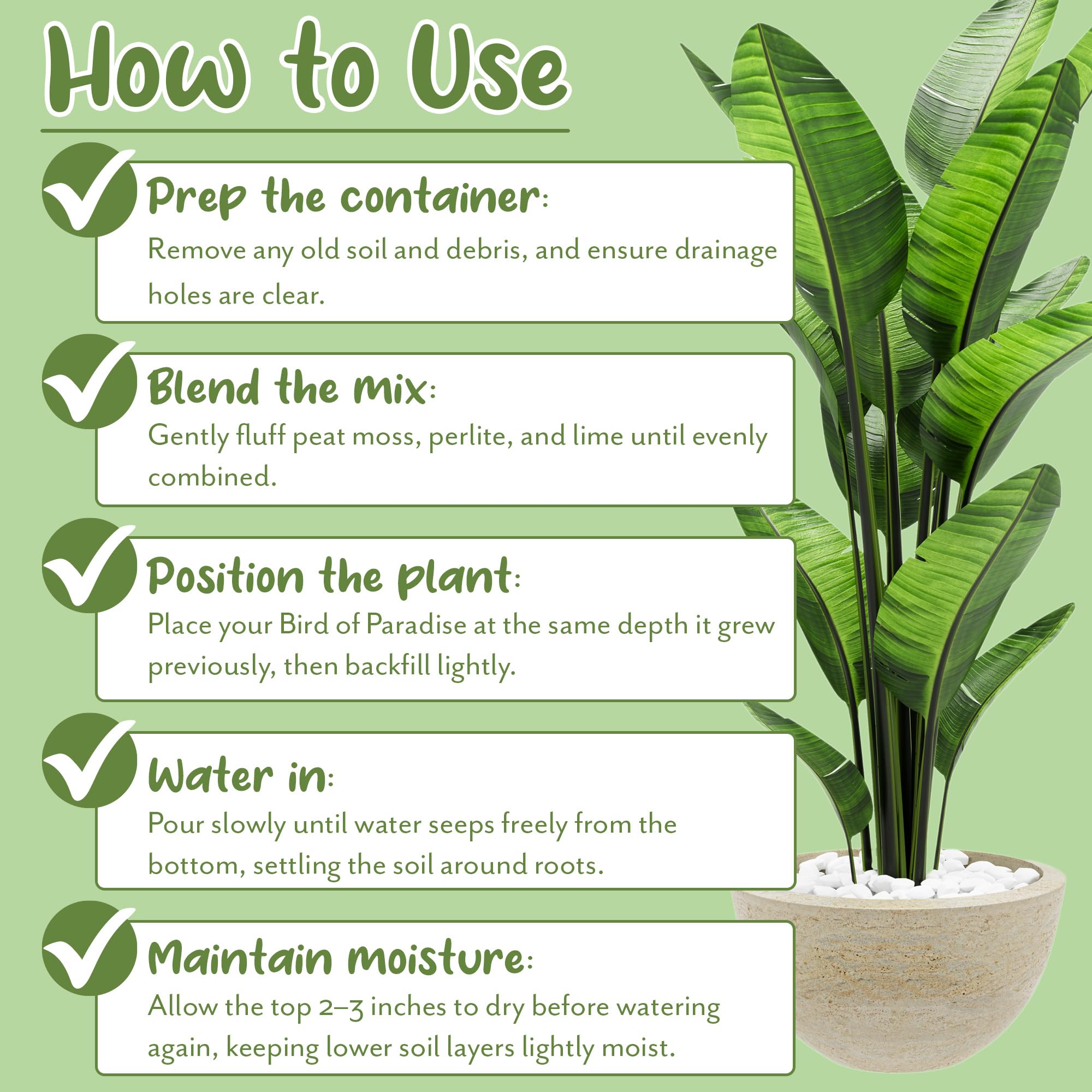Soil Sunrise works for Red Chinese Evergreen and ZZ Plant in pots.