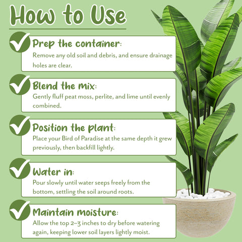 Soil Sunrise works for Red Chinese Evergreen and ZZ Plant in pots.