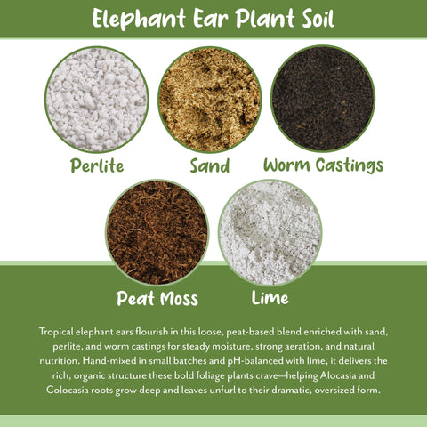 Soil Sunrise container garden setup with elephant ear demonstrates versatile indoor/outdoor use