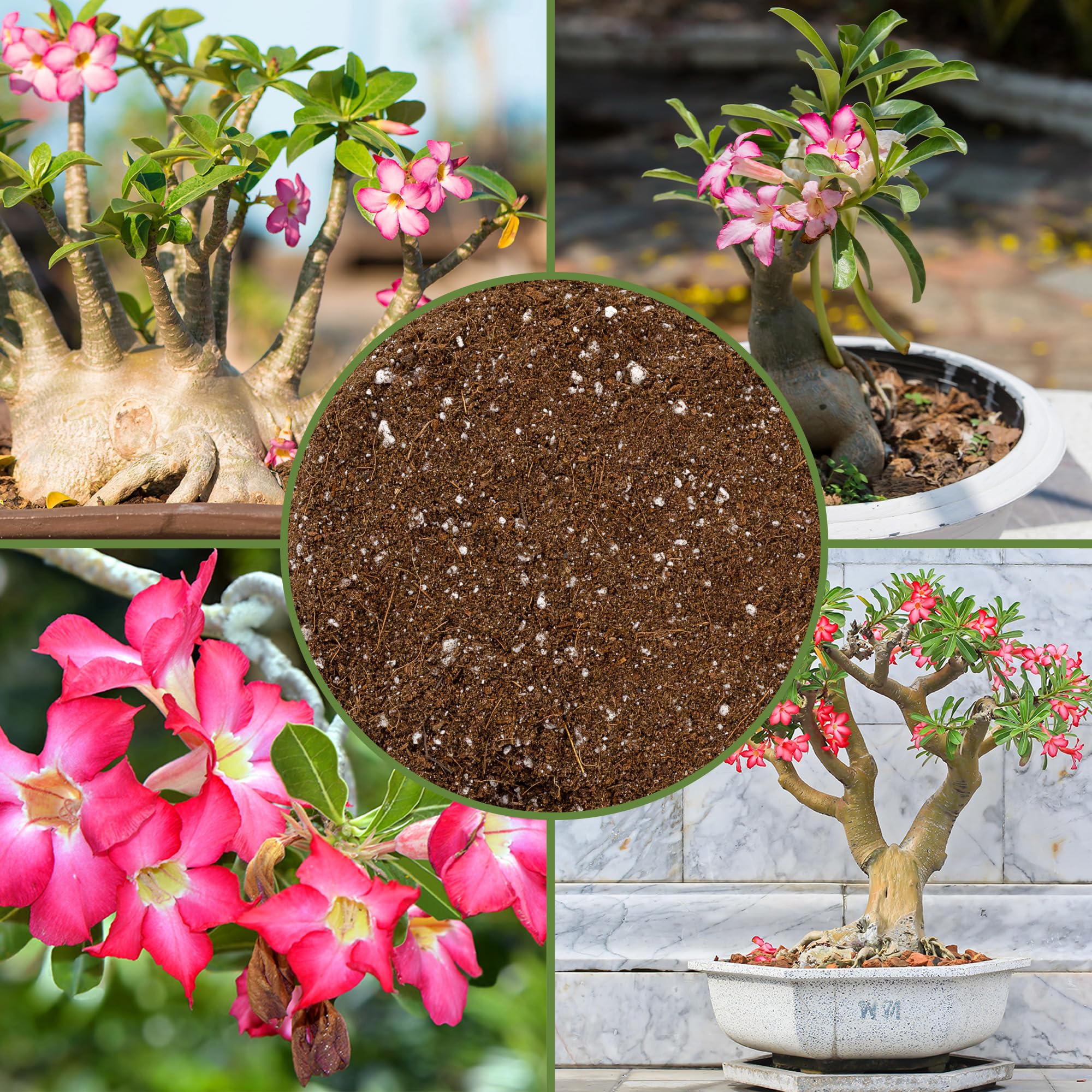 Soil Sunrise Desert Rose repotting application demonstrates easy transplanting