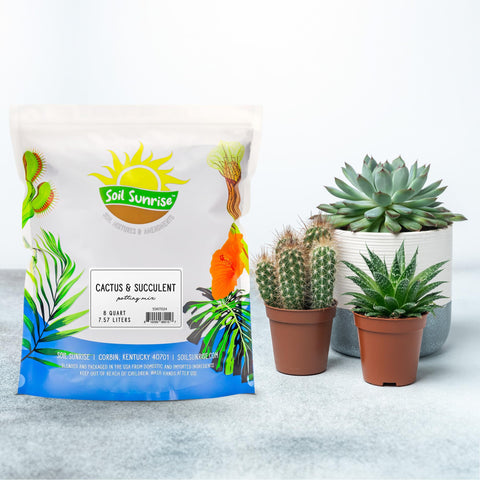 Soil Sunrise desert-style gritty mix close-up highlighting airy texture ideal for succulents