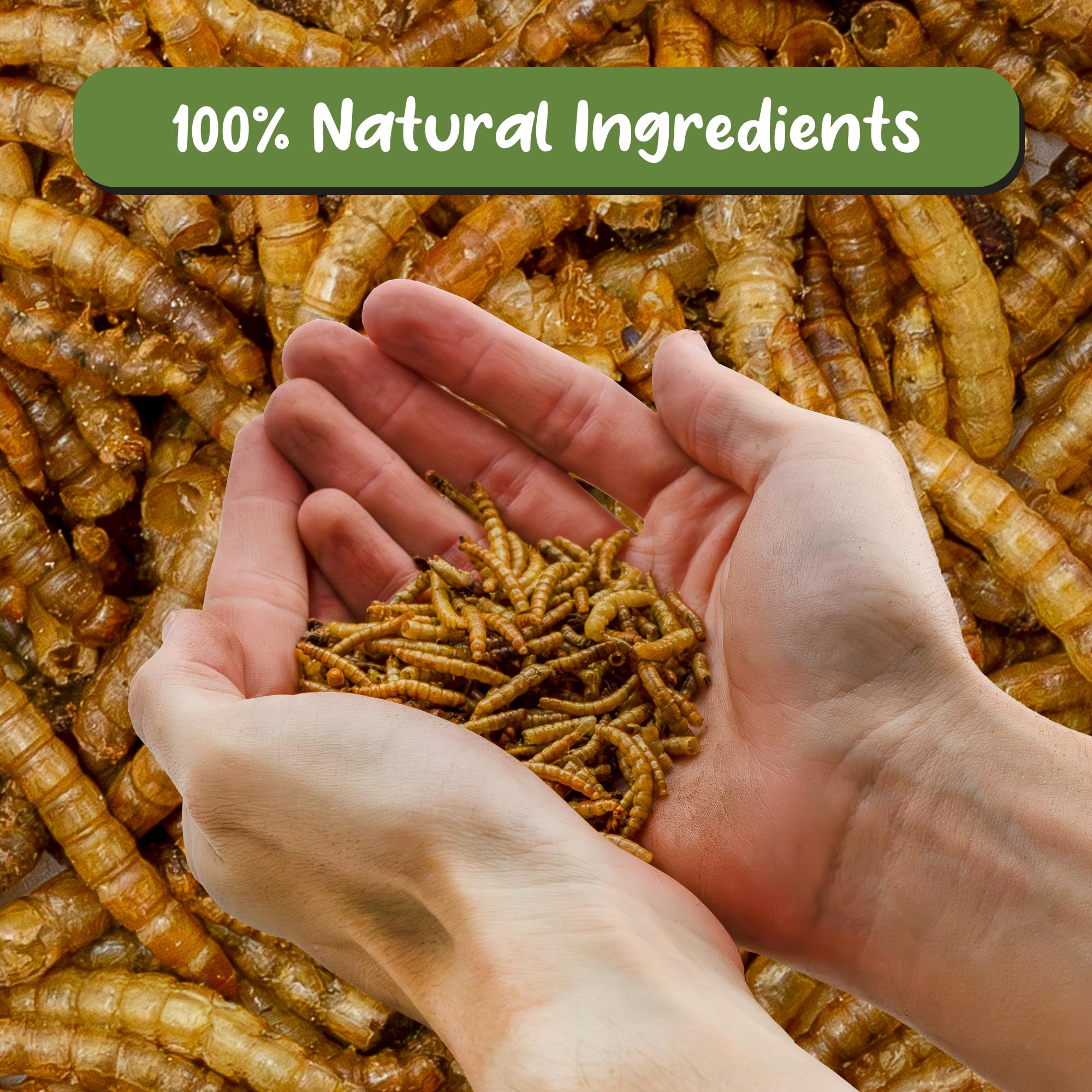 Soil Sunrise Dried mealworms shown with a sundew for simple indoor care.