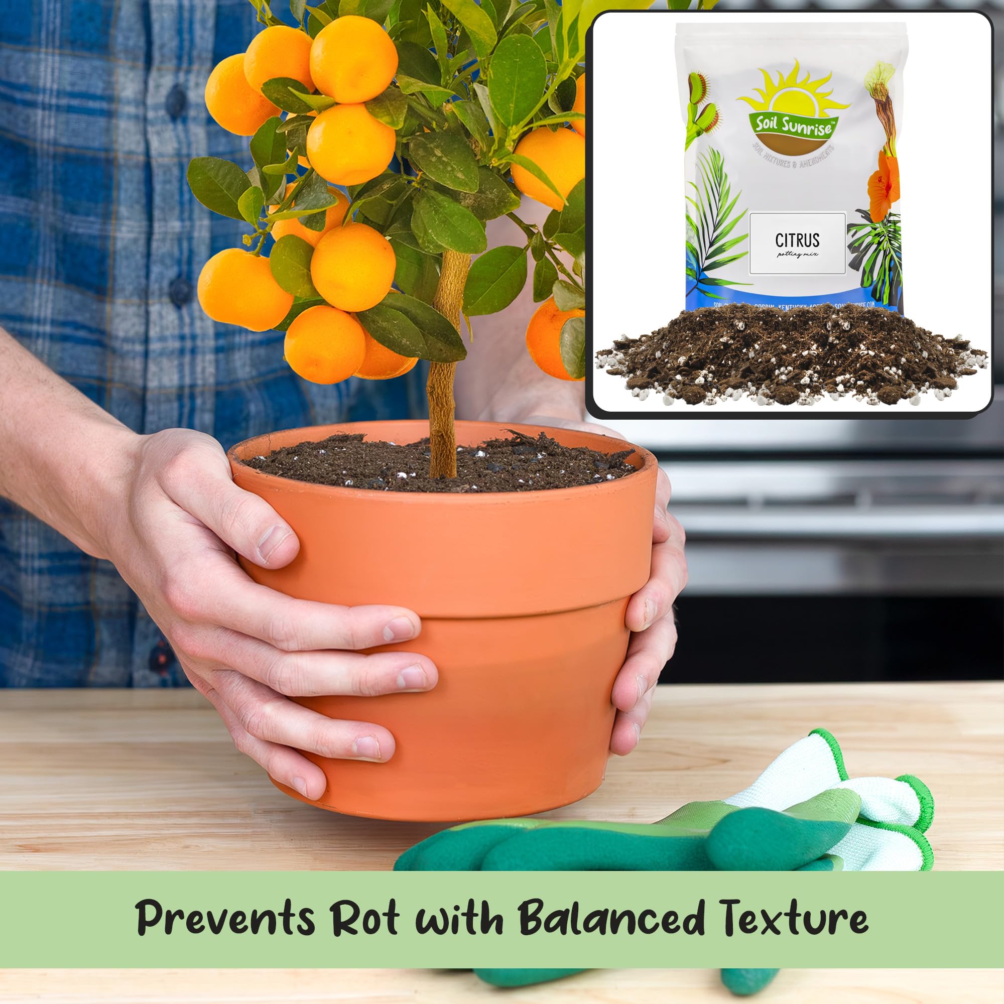 Soil Sunrise dwarf Blood Orange in indoor pot with drainage.
