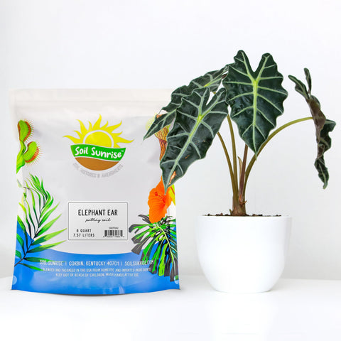 Soil Sunrise elephant ear mix packaging showcases natural ingredients for vibrant container plants
