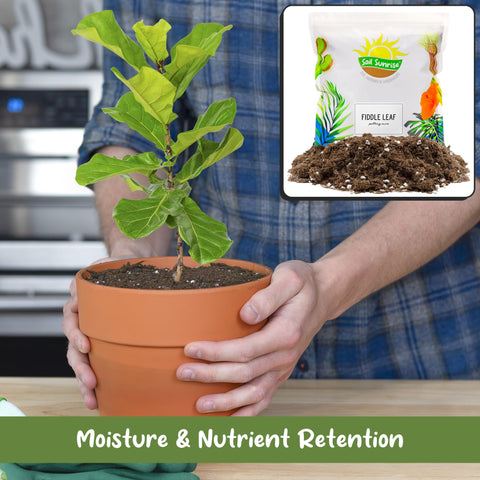 Soil Sunrise Indoor-Outdoor Compatible Mix promotes balanced moisture for figs