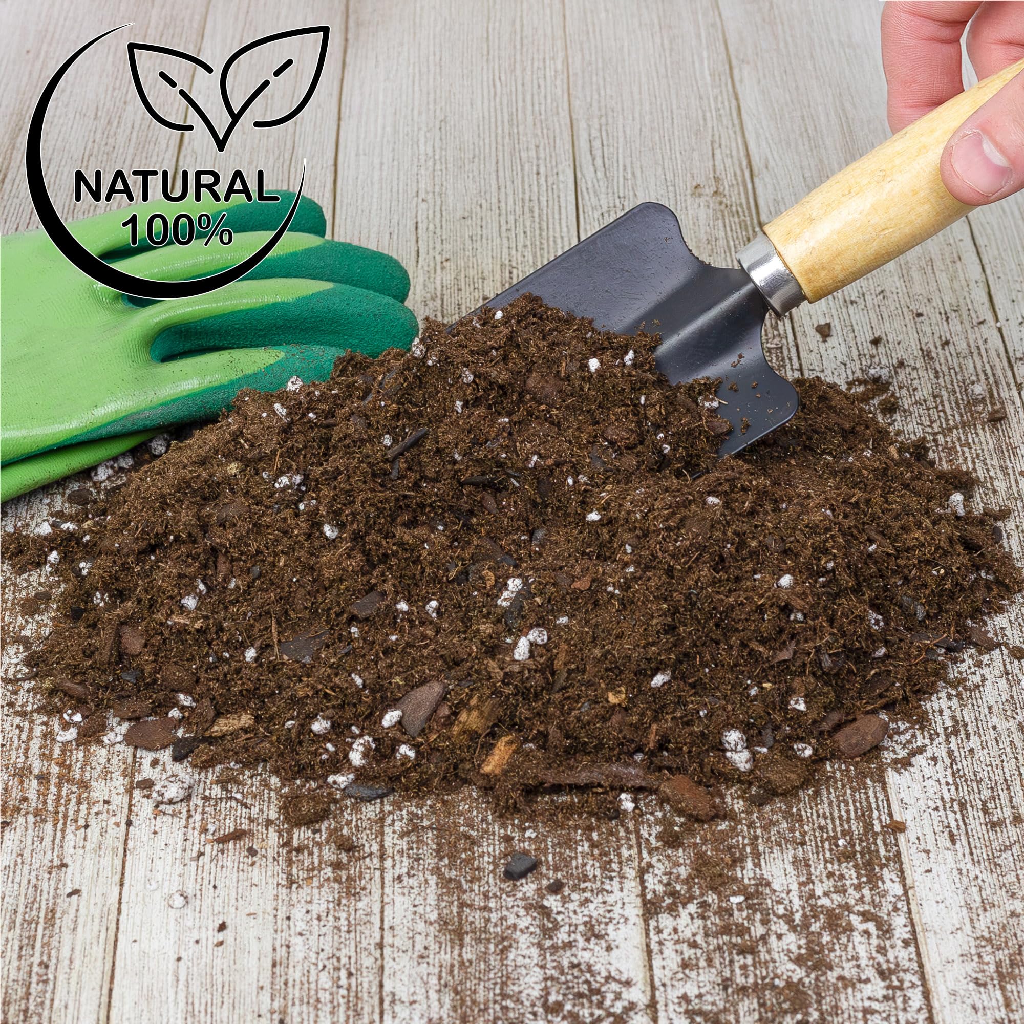 Soil Sunrise Fig Leaves Growth with premium soil and aeration