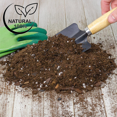 Soil Sunrise Fig Leaves Growth with premium soil and aeration