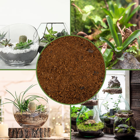 Soil Sunrise glass terrarium setup demonstrates layered soil for thriving plants.