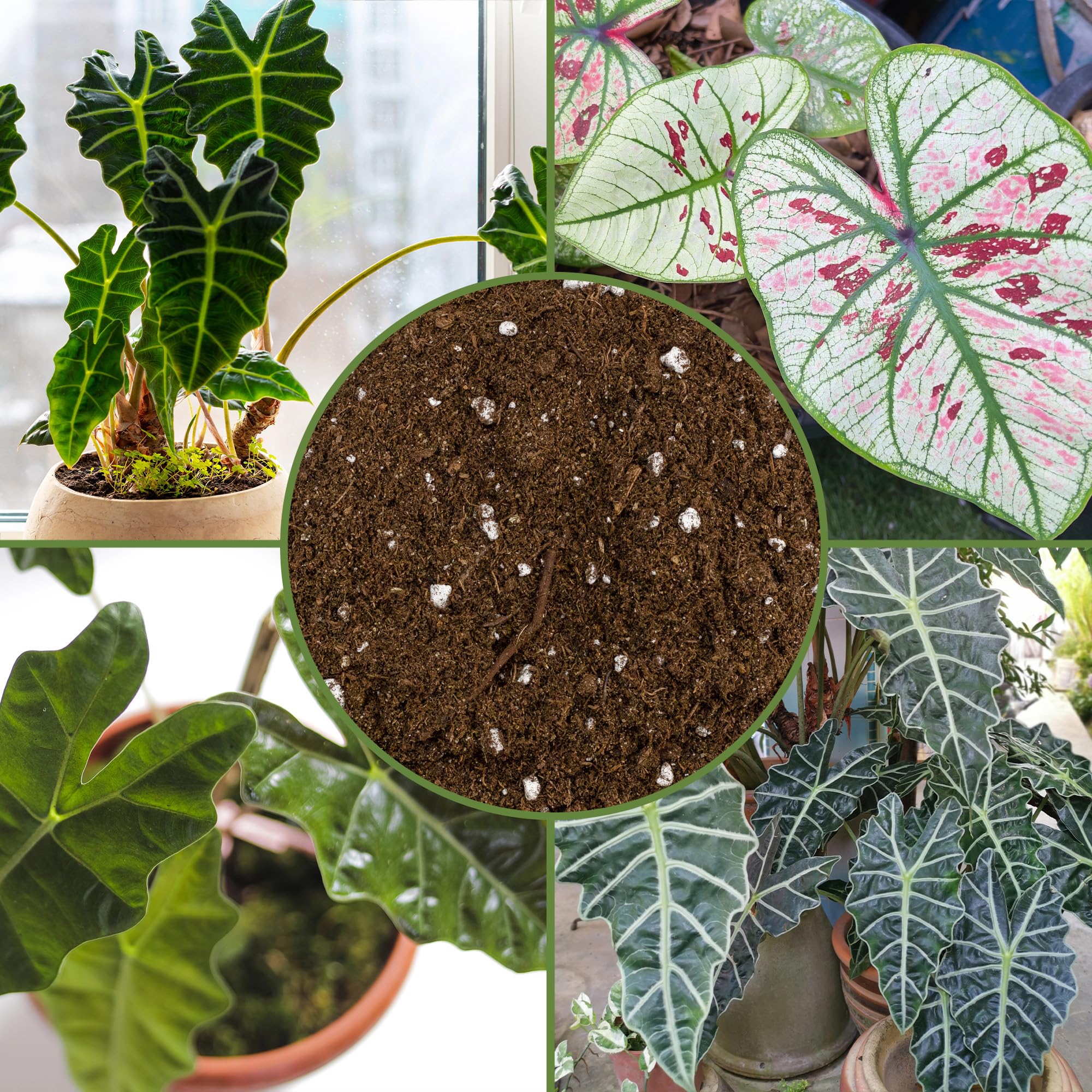 Soil Sunrise hand scooping soil shows simple prep for potted elephant ears