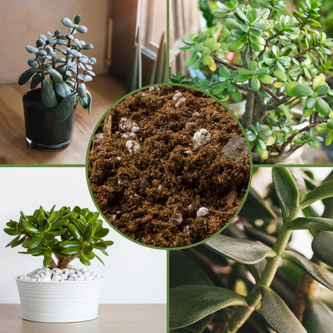 Hands repotting Jade plant with Soil Sunrise mix.