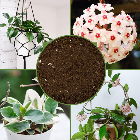 Soil Sunrise Hoya potting soil charcoal detail aids freshness and soil structure