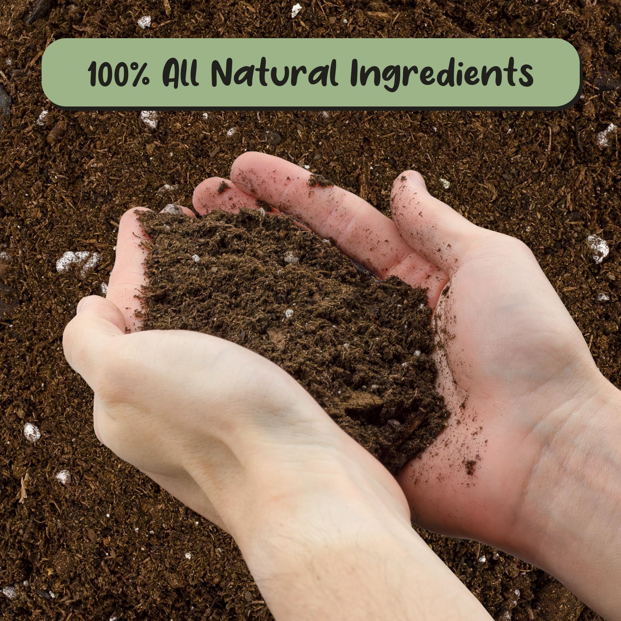 Soil Sunrise Hoya potting soil peat moss detail enhances moisture balance