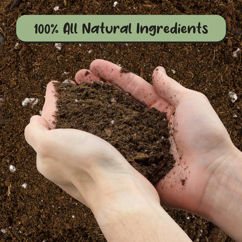Soil Sunrise Hoya potting soil peat moss detail enhances moisture balance