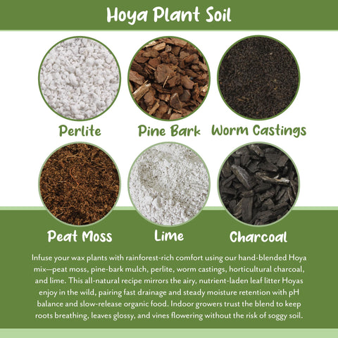 Soil Sunrise Hoya worm castings detail adds organic nutrients for healthy growth