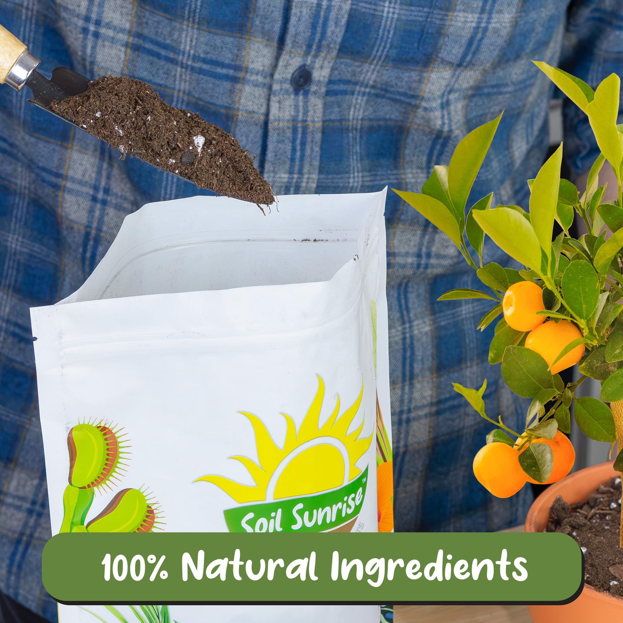 Soil Sunrise indoor citrus tree in pot using the mix supports controlled growth