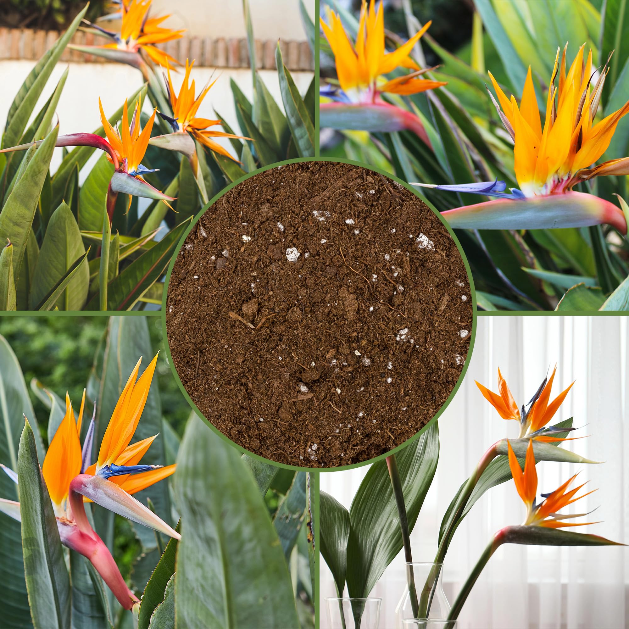 Soil Sunrise suitable for both indoor and outdoor container gardening.