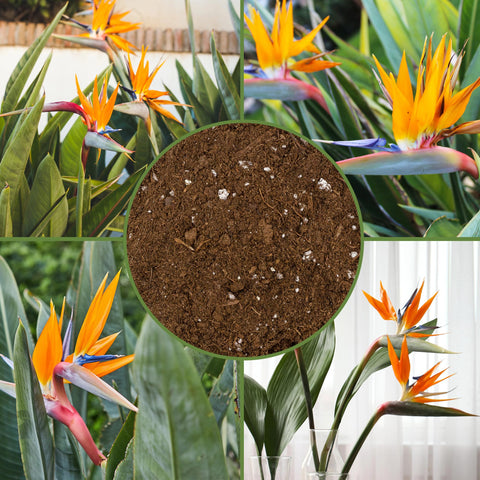 Soil Sunrise suitable for both indoor and outdoor container gardening.