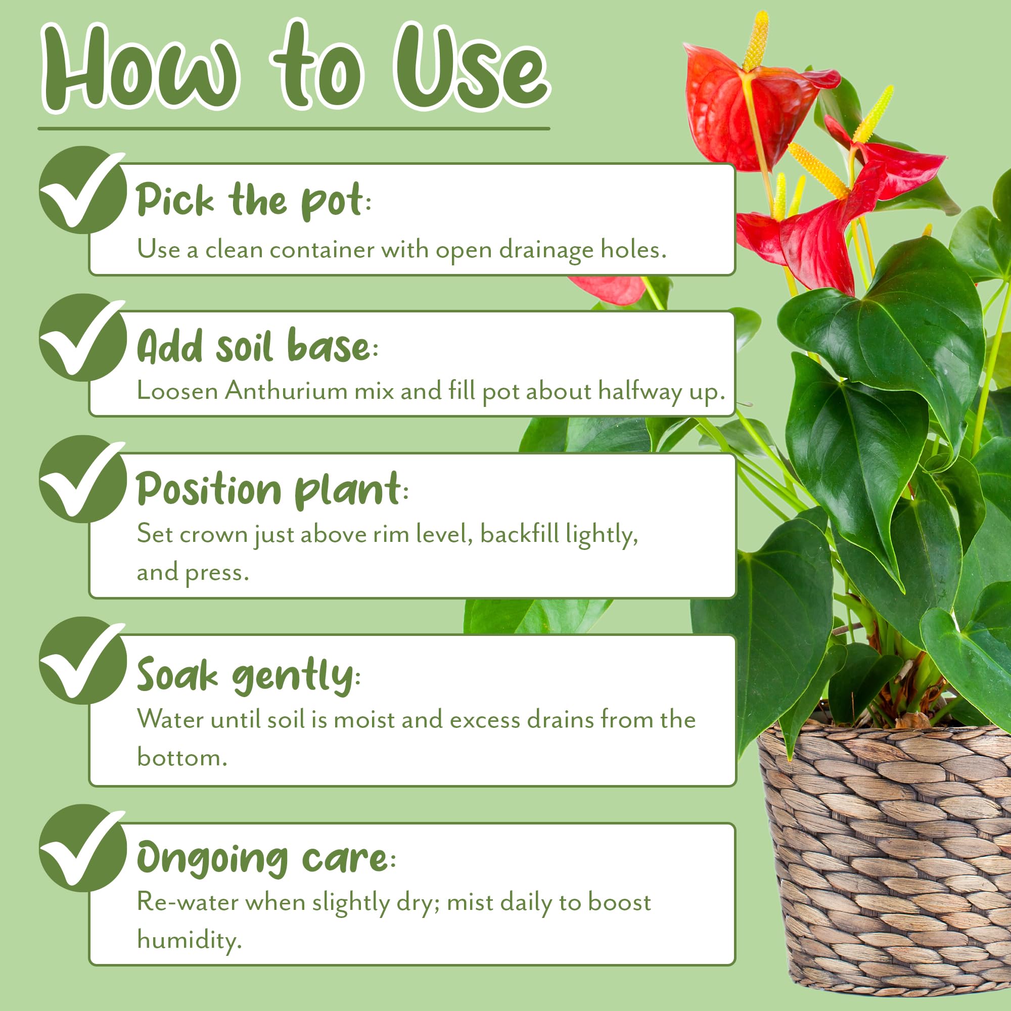 Soil Sunrise indoor plant scene shows versatile use in living spaces.