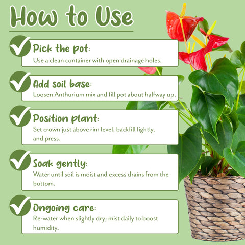 Soil Sunrise indoor plant scene shows versatile use in living spaces.