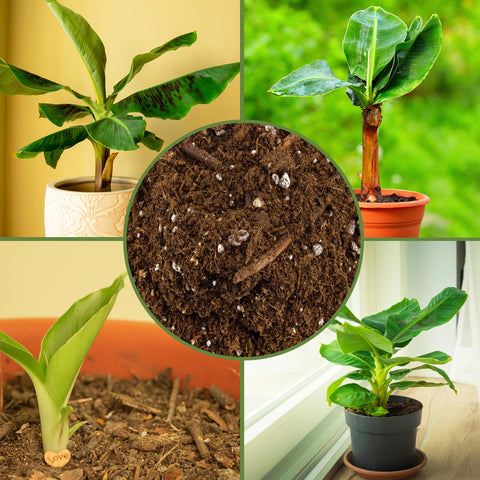 Soil Sunrise ingredients view includes peat moss, perlite, worm castings.