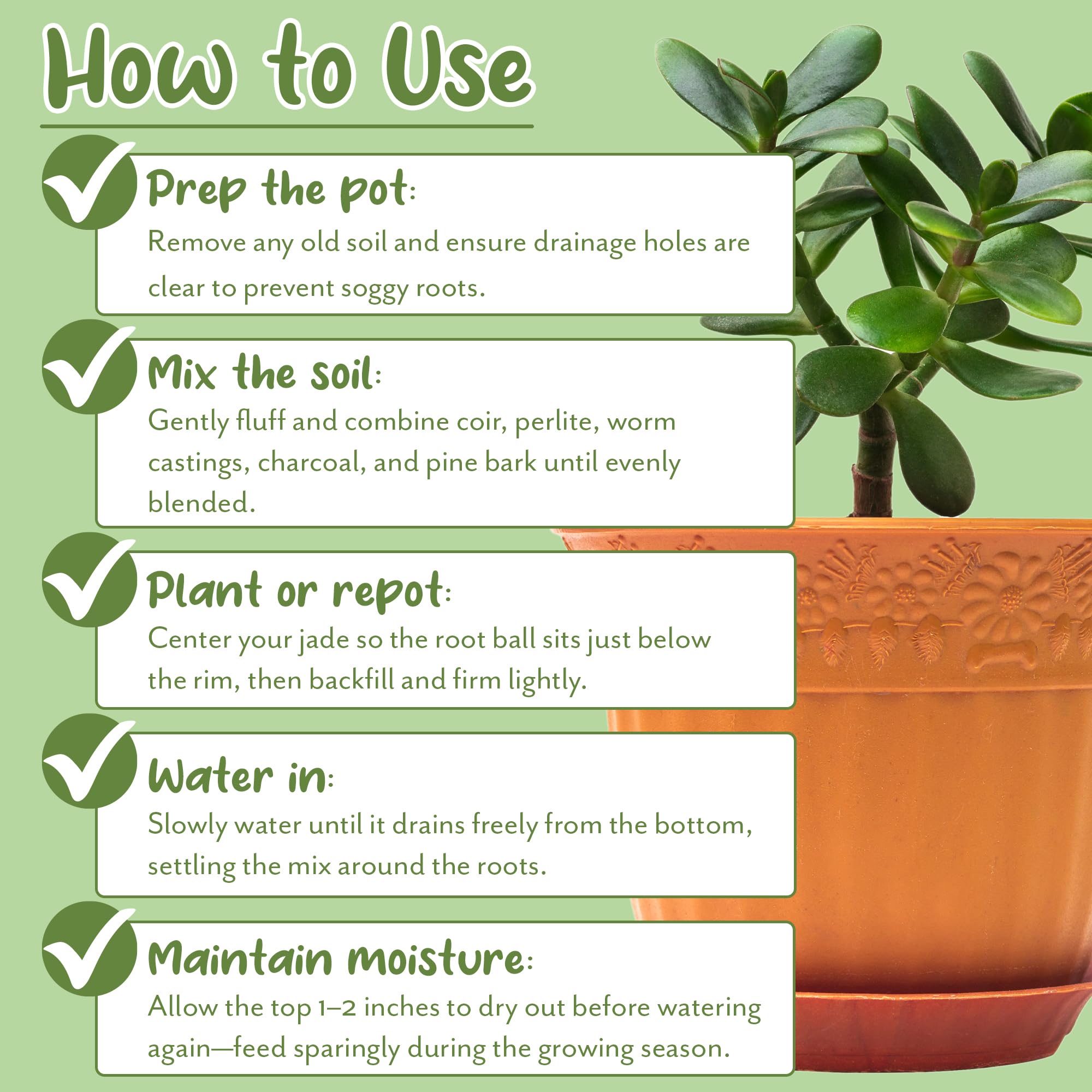 Using Soil Sunrise mix during jade plant potting.
