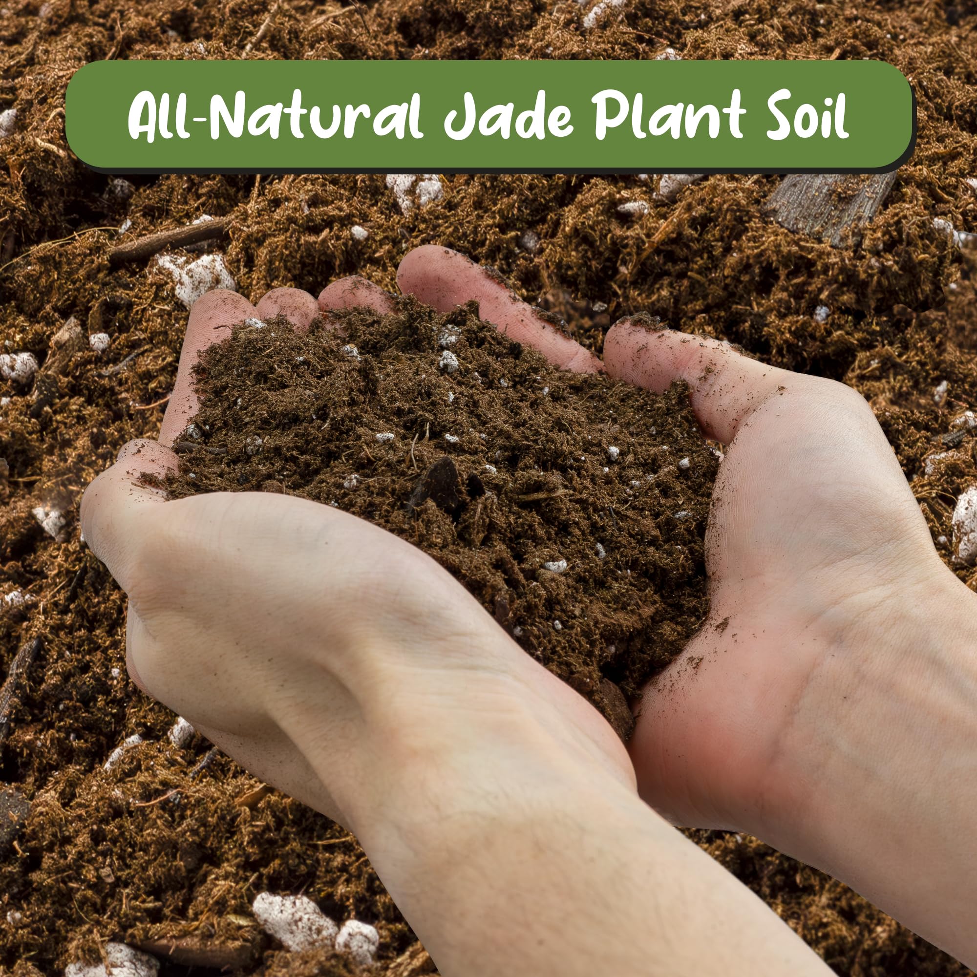 Soil Sunrise Jade Plant mix organic humus texture highlighted for roots.