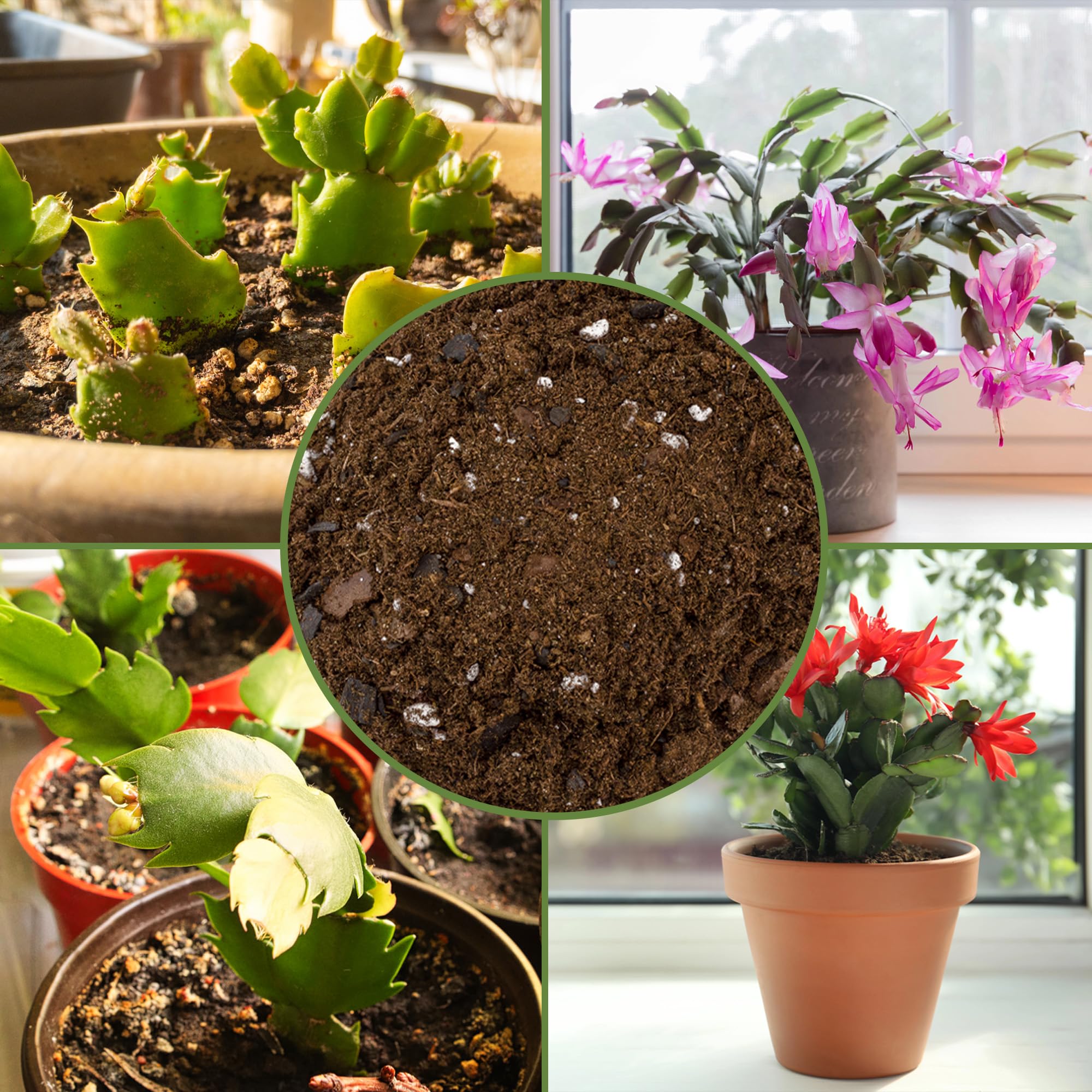 Soil Sunrise lime component helps balance pH for cactus soil.